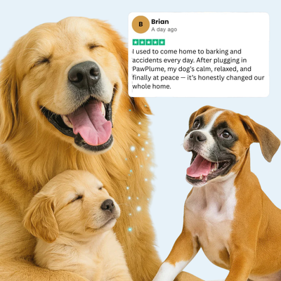 Soothe Your Dog’s Anxiety and Promote Calm 24/7 with the Veroza Dog Calming Diffuser.