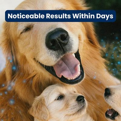 Soothe Your Dog’s Anxiety and Promote Calm 24/7 with the Veroza Dog Calming Diffuser.