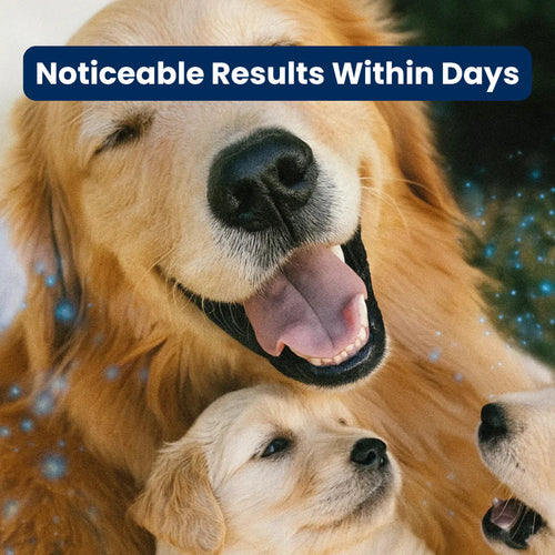 Soothe Your Dog’s Anxiety and Promote Calm 24/7 with the Veroza Dog Calming Diffuser.